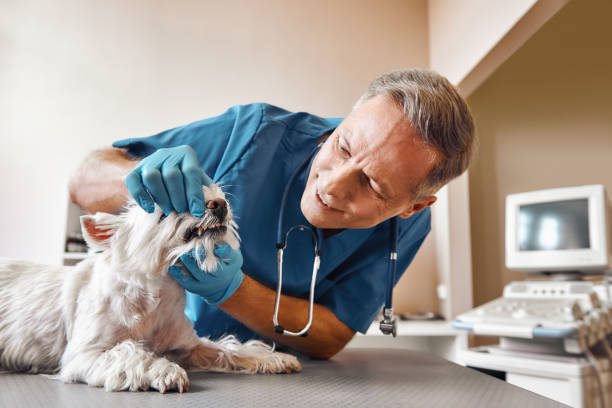 Best Emergency Denture Repair in Manteno, IL